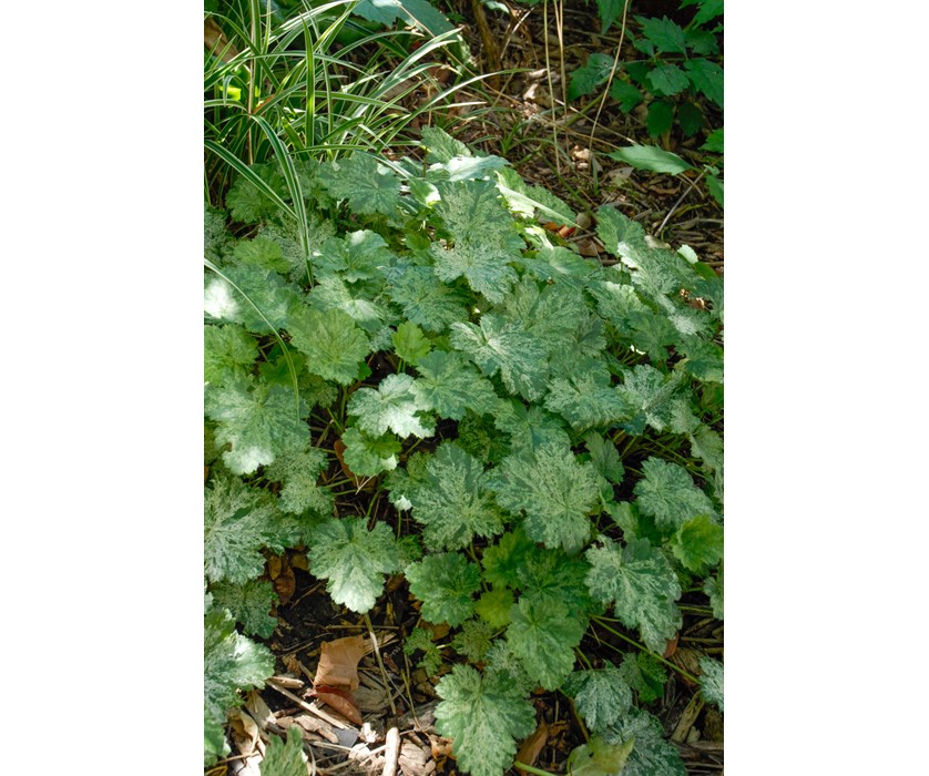 Snow Angel Coral Bells